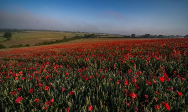 A beautiful poppy field at sunrise.