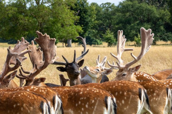 A group of deer at Belton House in Grantham, Lincolnshire.